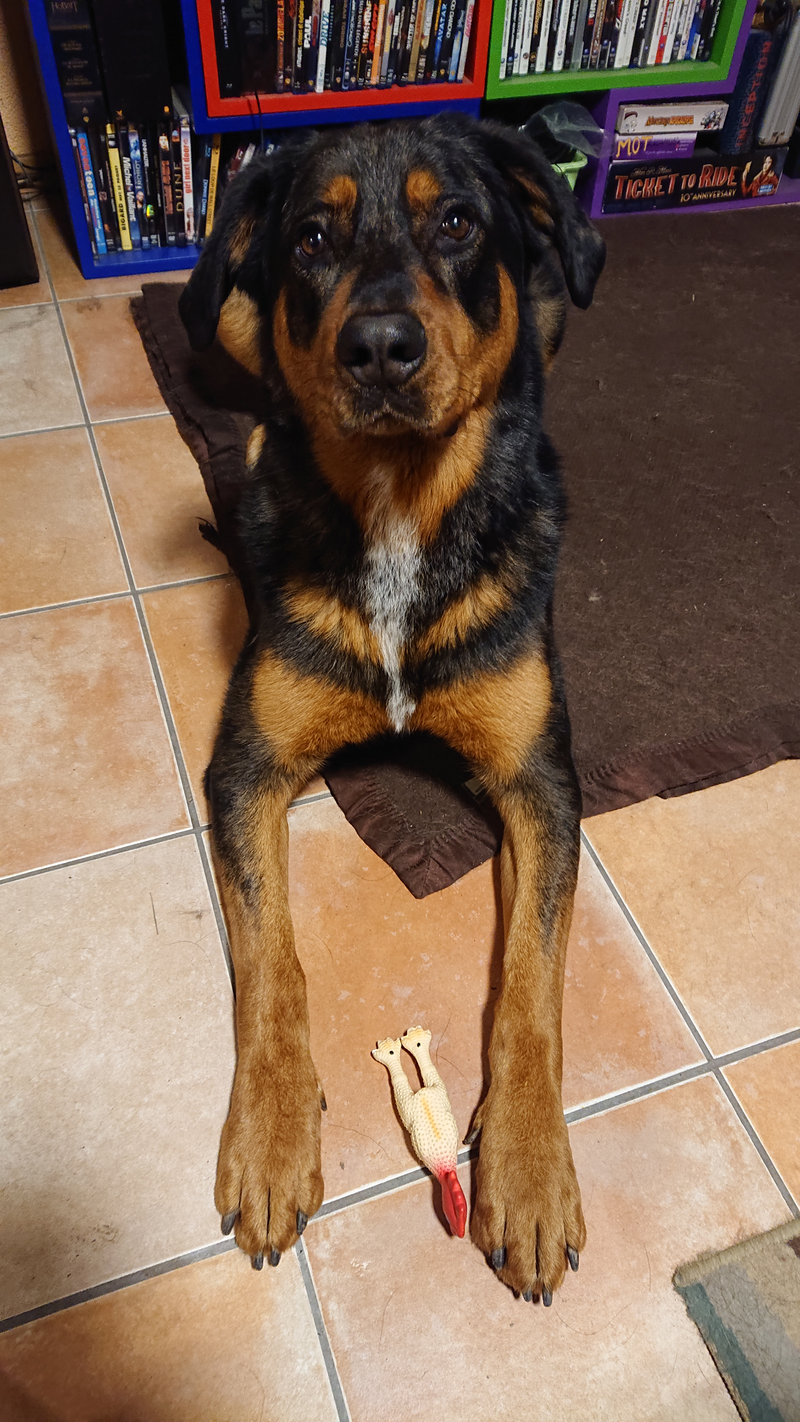 Doggo is pleased :)